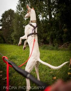 998958_309424419197440_1778154677_n