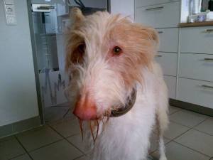 10150712_10203440130993136_6766758802250724570_n