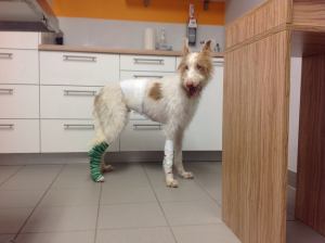 10262215_10203425052056172_2679483415133820739_n