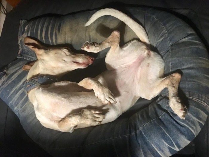 20376159_10213569329616771_5393085381939519486_n